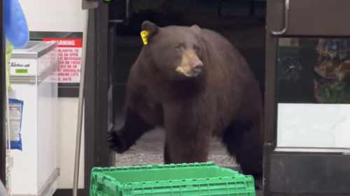 Un ours s’introduit dans une supérette (Vidéo)